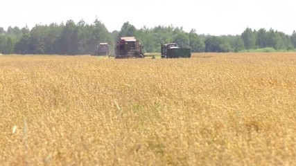 Wall Mural - Harvesting of wheat in summer. Two red harvesters working in the field. Combine harvester agricultural machine collecting golden ripe wheat on the field.