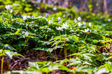 Fototapeta Storczyk - Group of growing Anemone Nemorosa white flowers in early spring forest