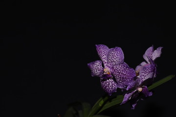 Vanda orchid