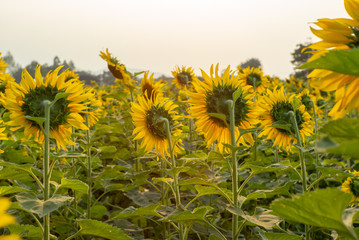 Wall Mural - Back portrait of blossom sunflowers in the plantation field with blue sky background