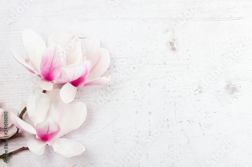 Magnolia flowers flat lay scene