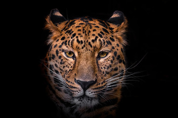 Panthera pardus orientali