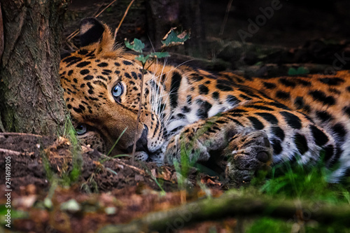 Fotografija  Panthera pardus orientali