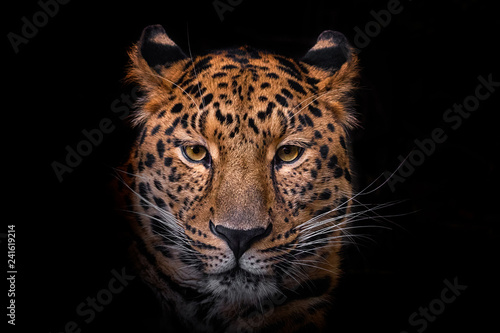 Panthera pardus orientali Slika na platnu