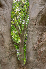 Wall Mural - Tree Through a Double Sycamore Tree Trunk