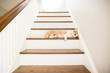 © Cavan Images - Dog sleeping on steps at home