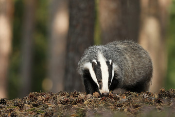 Wall Mural - Badger in forest, animal nature habitat, Meles meles