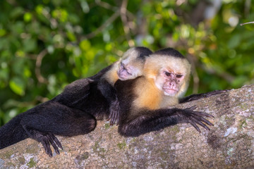 White-headed capuchin (Cebus imitator), female with baby on the back, resting on a tree branch during hot day, Manuel Antonio National Park, Puntarenas, Costa Rica