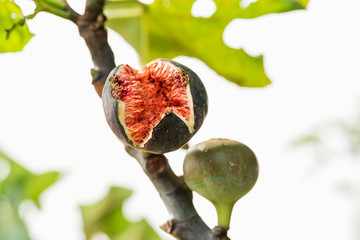 Wall Mural - Ripped fig on the tree