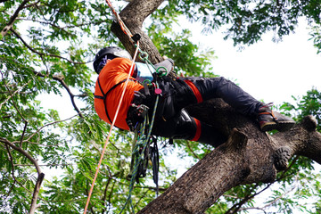 arborist or tree surgeon professional climbing high tall tree on ropes used safety equipment at park