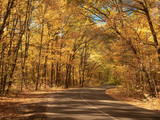 Fototapeta Natura - Windy asphalt road in forest. Nature landscape. Autumn forest in October. Trees with yellow leaves make an arch above the road. Fallen leaves on the ground. Blurred background. Selective soft focus