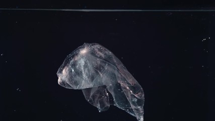 Wall Mural - plastic bag in water, pollution environmental problem concept