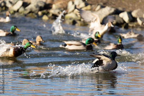 Ducks Landing In Water Buy This Stock Photo And Explore Similar Images At Adobe Stock Adobe Stock,Best Laminate Flooring For Bathroom