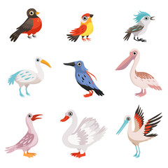 Wall Mural - collection of beautiful birds, crane, stork, swan, kingfisher, pelican, robin, finch, blue jay birds