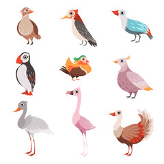 Wall Mural - collection of beautiful birds, flamingo, puffin, waxwing, cardinal, bright, crane vector illustratio