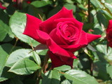 Fototapeta  - romantyczna czerwona róża o miękkich płatkach, idealna na prezent dla ukochanej, płatki wyglądają jak zamszowe są gęsto ułożone