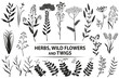 Herbs, wild flowers, twigs and leaves. Vector set.