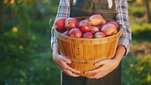 A Farmer Holds A Basket With Ripe Red Apples. Organic Products From Your Garden