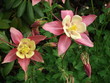 Orlik ogrodowy wystawia różowe płatki ku słońcu, płatki od zewnątrz są ostro zakończone, w środku żółte płatki z charakterystycznym dołeczkiem, wokół nierozkwitnięte pąki przypominające kałamarnice