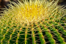 Close Up Detail Of A Cactus Garden, Bright Green Background Of Cactus