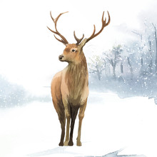 Male Deer Painted By Watercolor Vector