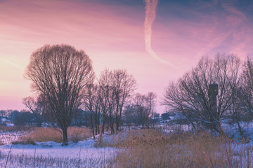 Winter landscape in the evening. Trees on the field at sunset light