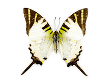 Image Of Fivebar Swordtail Butterfly (Graphium Antiphates) On White Background. Insect. Animal