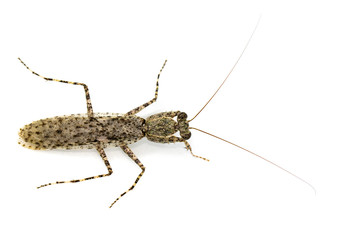 Image of Camouflaged bark mantis (Liturgusa sp.) on white background. Insect. Animal.