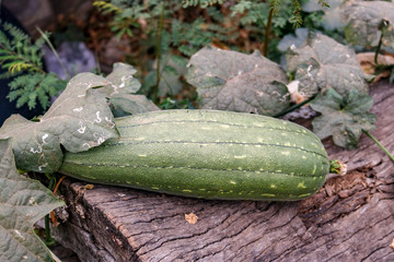 cucumber in the garden