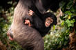 Chimpanzee Mother and Child