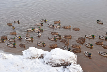 Wall Mural - Ducks on the water.