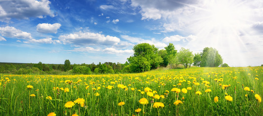 field with dandelions and blue sky