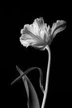 Classic Beautiful Monochrome Dramatic Blooming Parrot Tulip Against A Black Background.