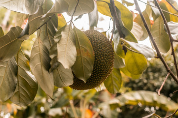 jackfruit on tree