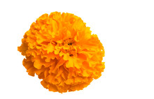 Marigold Flowers Isolated