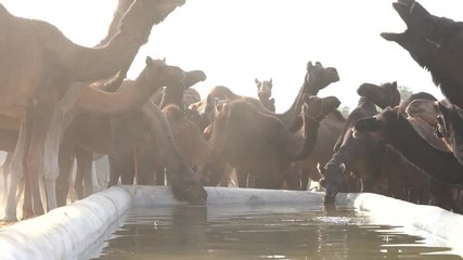 Wall Mural - Camels drink water in desert Thar during the annual Pushkar Camel Fair near holy city Pushkar, Rajasthan, India. This fair is largest camel trading fair in the world. Close up