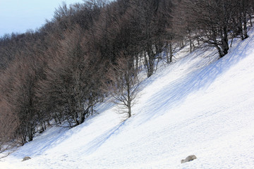 Sticker - forêt dénudée