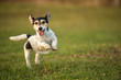small dog runs and flies over a green meadow in spring. Jack Russell Terrier Hound 8 years old