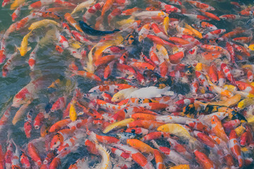 Colorful Japanese Koi Carp fishes moving in a lovely pond of a g