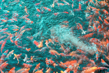 Colorful Japanese Koi Carp fishes moving in a lovely pond of a g