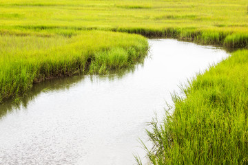 Wall Mural - salt marsh at Shem Creek in Mount Pleasant South Carolina