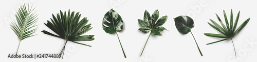 Fotografía Green palm leaves isolated on white background.