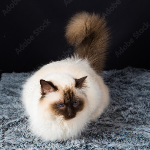 Chat Chaton Animal Animal De Compagnie Blanc Joli Persan Felidae Chat Fourrure Portrait Domestique Yeux Jeune Adorable Mammifere Bebe Petit Animal De Compagnie Bleu Duveteux Race Stock Photo Adobe Stock Chat Chaton Animal Animal De Compagnie Blanc Joli Persan Felidae Chat Fourrure Portrait Domestique Yeux Jeune Adorable Mammifere Bebe Petit Animal De Compagnie Bleu Duveteux Race Stock Photo Adobe Stock