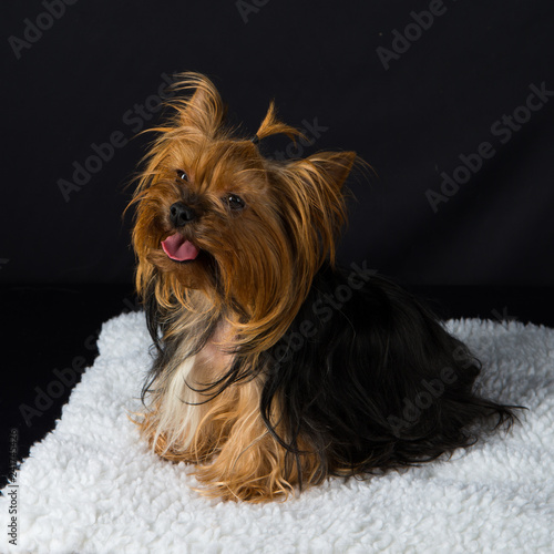 Chien Yorkshire Terrier Animal Chiot Animal De