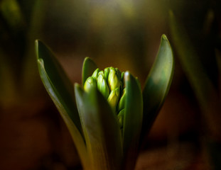 Hyacinth plant close up macro