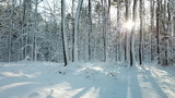 Fototapeta Krajobraz - snow white fluff winter all snowed road forest nature