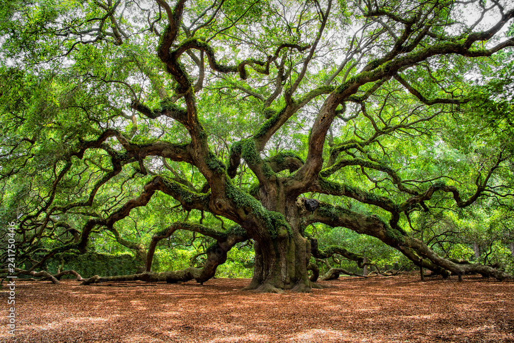 angel oak tree in John’s Island South Carolina - obrazy, fototapety, plakaty 