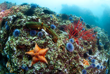 Starfish And Coral Free Stock Photo Public Domain Pictures