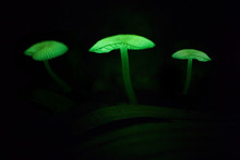 Small Mushroom That Emits Bioluminescent Light At Night