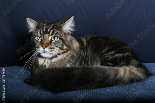 Fotografie, Obraz chat, animal, felidae, animal de compagnie, chaton, joli, domestique, portrait,